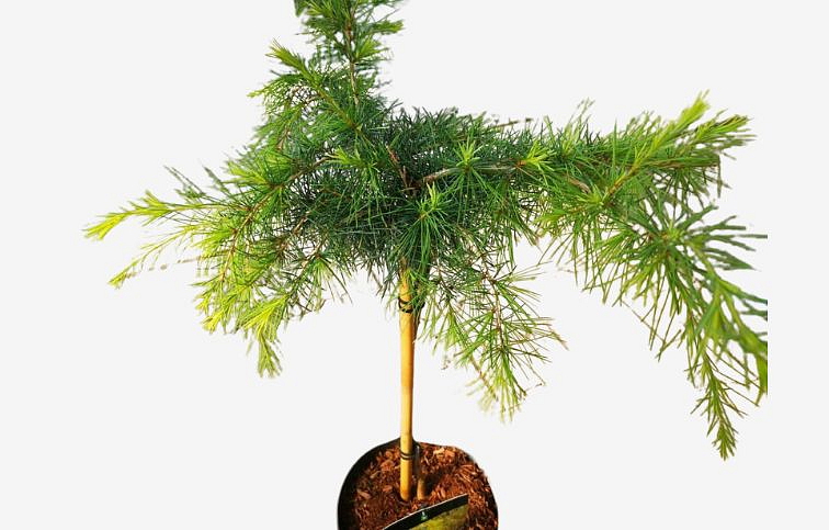 Céder himalájsky Golden Horizon na kmienku 50-60cm, kont. p23