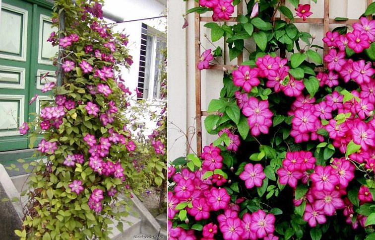 Plamienok Ville de Lyon 50-60 cm - Clematis, kont. p15