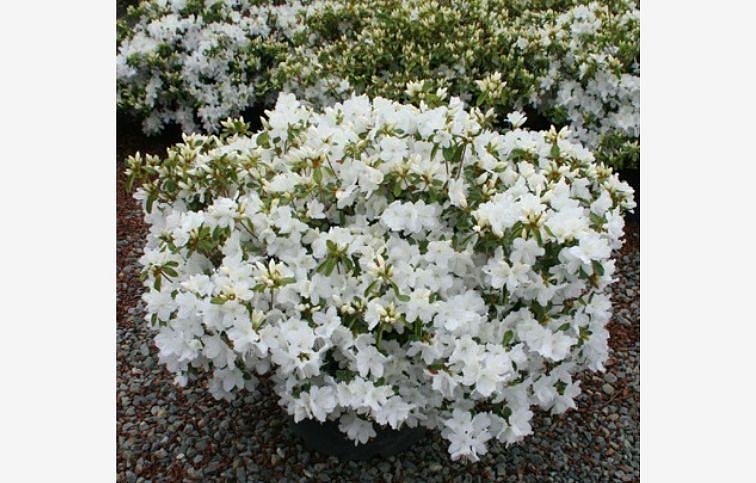Azalka japonská Adonis 50-70 cm, kont. 5 l