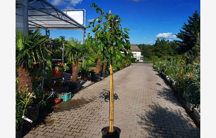 Moruša biela Pendula na kmienku, výška 200-220 cm, obvod kmeňa 8-10cm, kont. 15-18 l