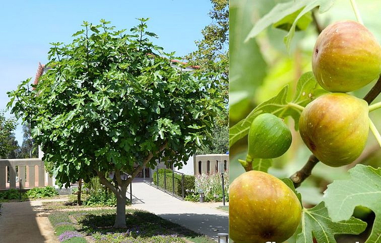 Figovník Brogiotto Bianco na cca 70-90cm kmienku, v. 140-180cm, obv. km. 6-8cm, kont. 15 l