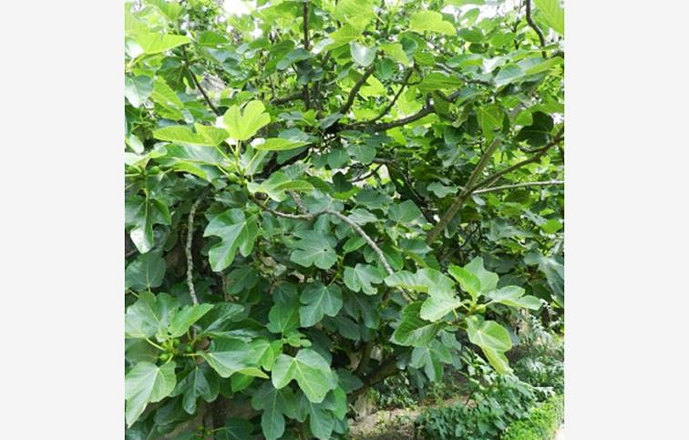 Figovník 'Noire de Caromb'