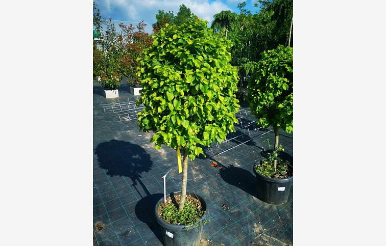 Hrab obyčajný Monumentalis na 50-60cm kmeni, výška 120-140cm, obv. kmeňa 8-10cm, kont. 25l