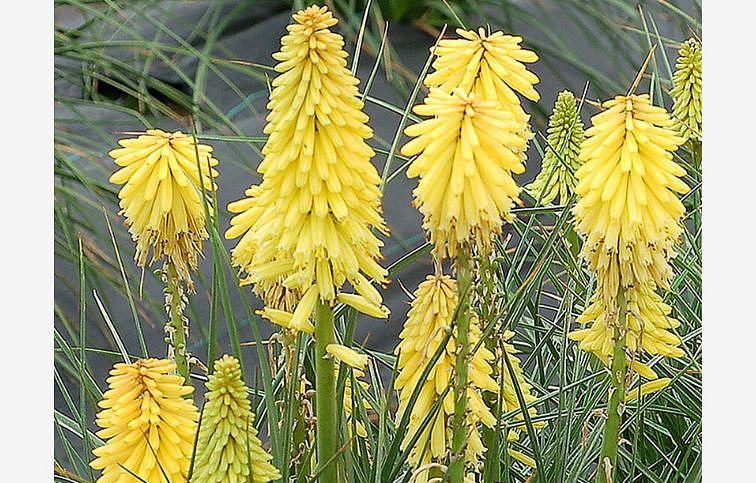 Fakľovka aloovitá Poco Yellow - Kniphofia uvaria, kont. 0,5 l
