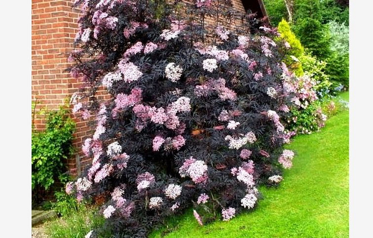 Baza čierna Black Lace 30-40cm, kont. p17