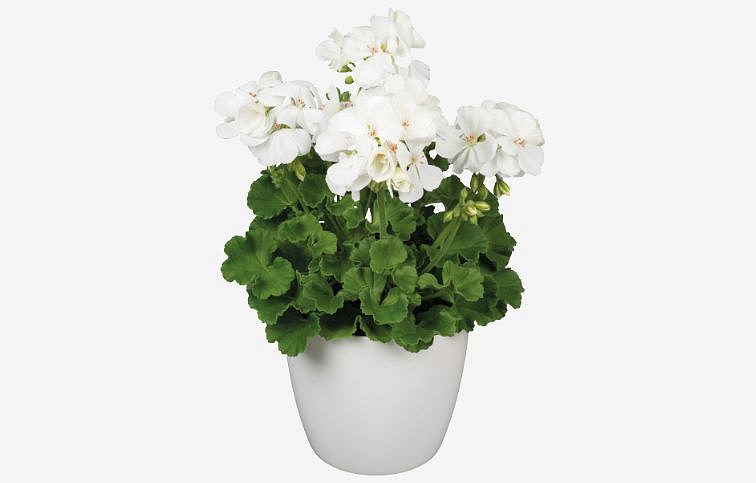 Muškát vzpriamený White Ice - Pelargonium, kont. 0,7 l