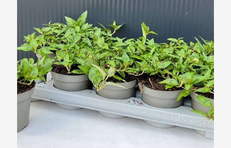 BIO Koriander vietnamský - Vietnamese coriander, kont. p12