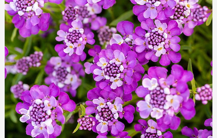 Iberka vždyzelená Absolutely Amethyst - Iberis, kont. 0,5 l