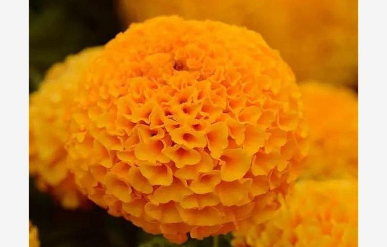 Aksamietnica vzpriamená Tagetes Taishan Orange, kont. 0,5 l