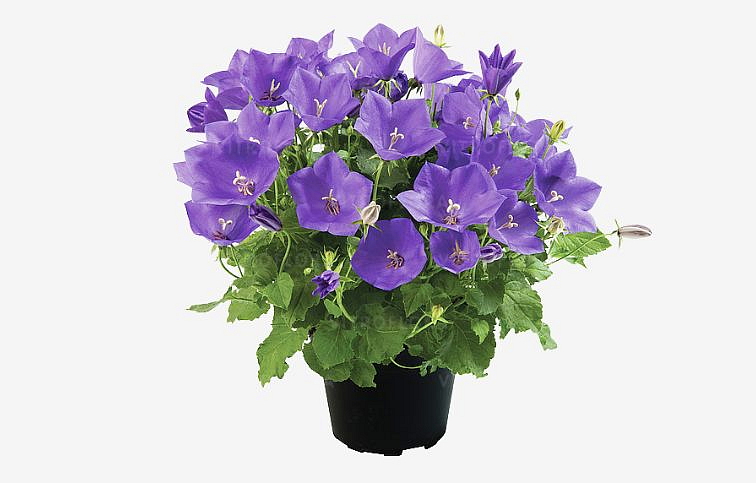 Zvonček karpatský Avida Blue - Campanula, kont. 0,5 l