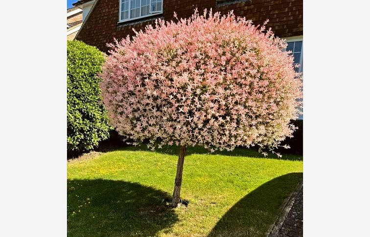 Vŕba Hakuro nishiki na cca 80cm kmienku, výška 110-130 cm, kont. p23 PRÉMIOVÁ