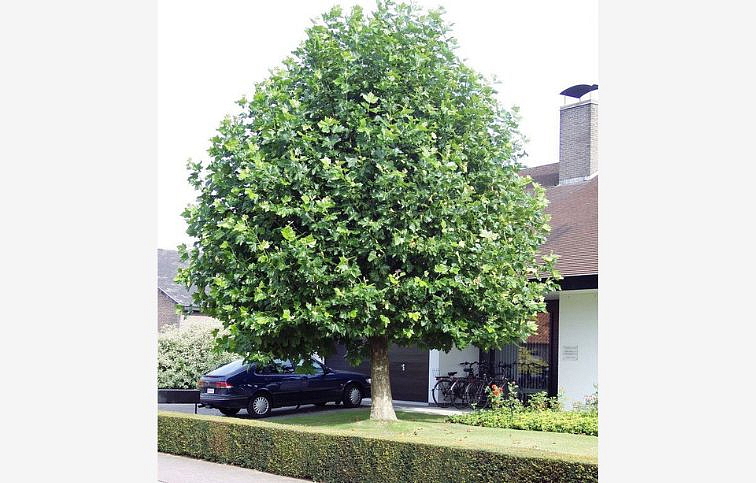 Platan javorolistý na kmienku 300-400 cm, obvod kmeňa 12-14 cm, kont. 35-45 l