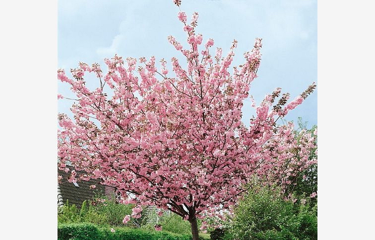 Okrasná čerešňa Kanzan 150-180 cm, kont. 15 l