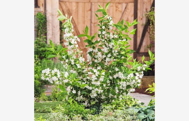 Vajgela Bristol Snowflake 20-40cm - Weigela kont. 3 l