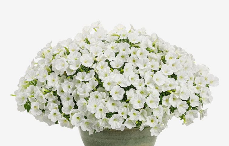 Petúnia Supertunia Vista Mini Vista White, kont. 0,5 l