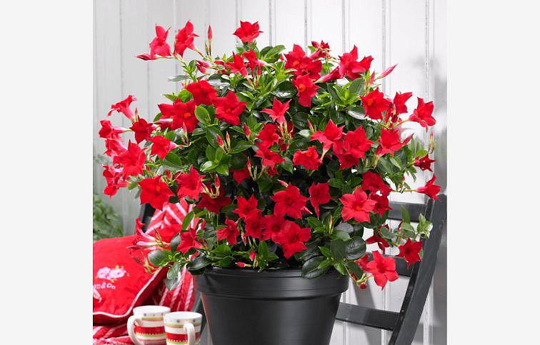 Mandevila červená na stojane 30cm, kont. p14