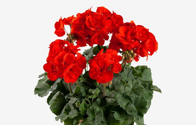 Muškát vzpriamený Julia - Pelargonium, kont. 0,7 l