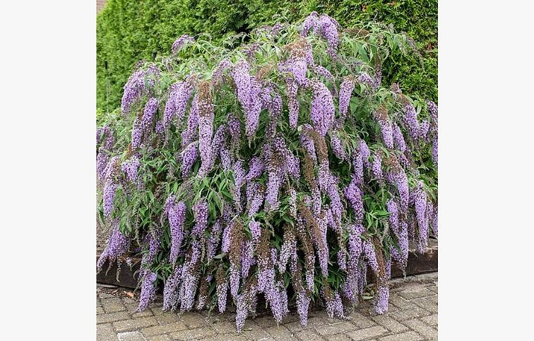 Budleja dávidova Wisteria Lane - Buddleja, kont. 1 l