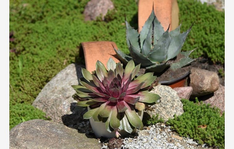 Skalnica BigSam Pink Pomelo - Sempervivum, kont. 0,5 l