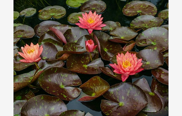 Lekno Wanvisa Red, kont. p11