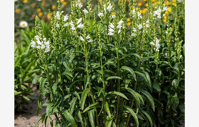 Physostegia Miss Manners, kont. 1 l