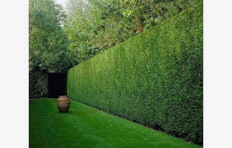 Cyprusovec leylandský 30-40cm, kont. p9