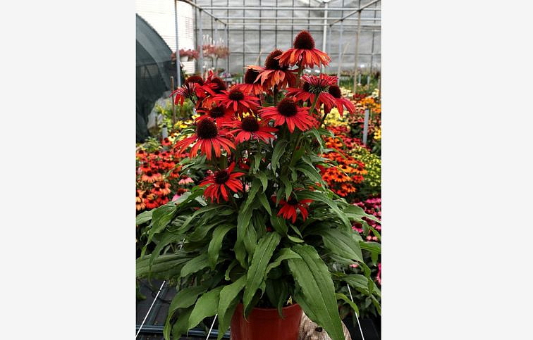 Echinacea purpurová Fountain Red, kont. 1 l