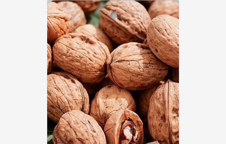 Orech kráľovský MARS 80-100 cm, kont. 6 l