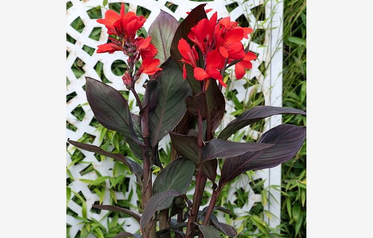 Kana indická Cannova Scarlet Bronze Leaf - Canna, kont. 1 l