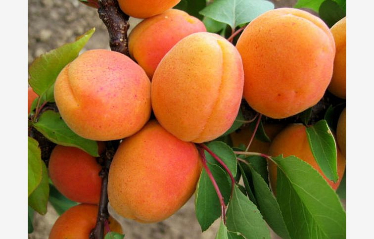 Marhuľa Goldrich, podpník myrobalán, voľnok.