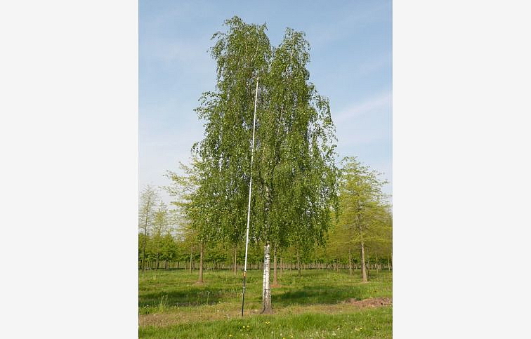 Breza previsnutá na kmienku 300-400 cm, obvod kmeňa 8-10cm, kont. 30 l