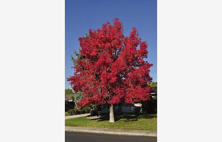 Ambrovník styraxový na kmienku 250-350 cm, obvod kmeňa 8-10cm, kont. 25-30 l