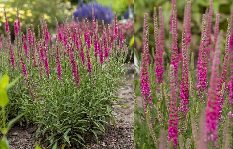 Veronika klasnatá Rotfuchs - Veronica spicata, kont. 0,5 l