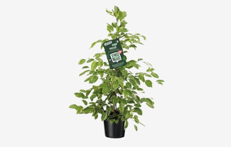Fikus Golden King 80-100cm - Ficus benjamina, kont. p21