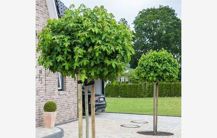 Ambrovník styraxový Gum Ball na 180-210cm kmeni, v. 240-280cm, obv. kmeňa 8-10cm, C20-30l