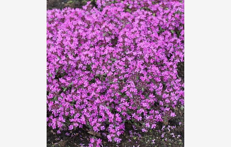 Materina dúška včasná Red Carpet - Thymus praecox, kont. 0,5 l