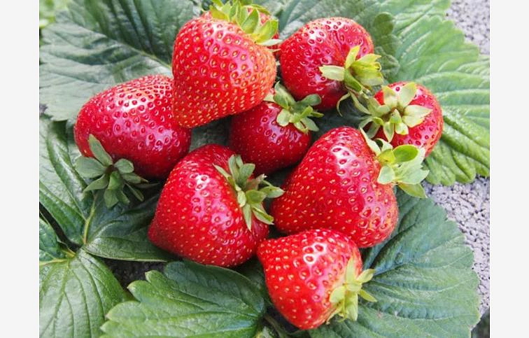 Jahody Rumba - Frigo sadba A, zväzok 10 ks