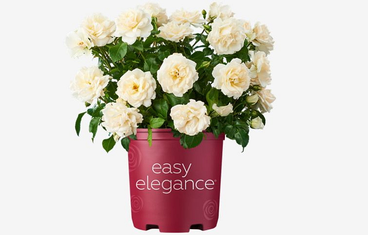 Ruža kríková Easy Elegance Champagne Wishes - Rosa, kont. 2 l