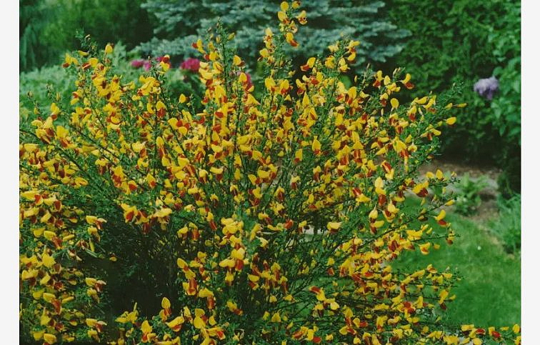 Zanoväť Firefly 30-40 cm - Cytisus, kont.p14