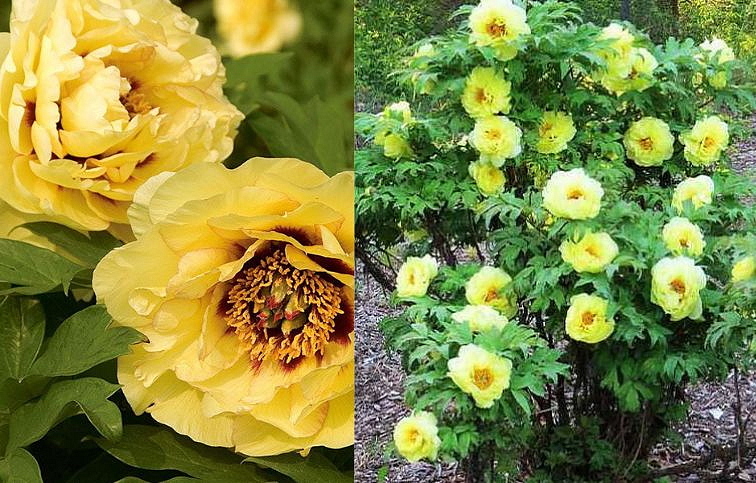 Pivonka drevitá Hai Huang - Paeonia suffruticosa, kont. p14