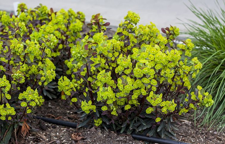 Mliečnik mandľovitý Purpurea - Euphorbia, kont. 0,5 l