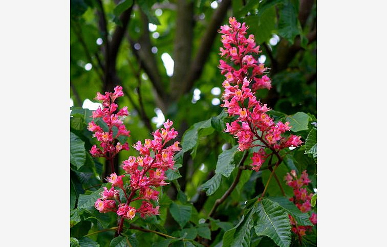 Pagaštan pleťový Briottii 300-400 cm, obvod kmeňa 8-10cm, kont. 45 l