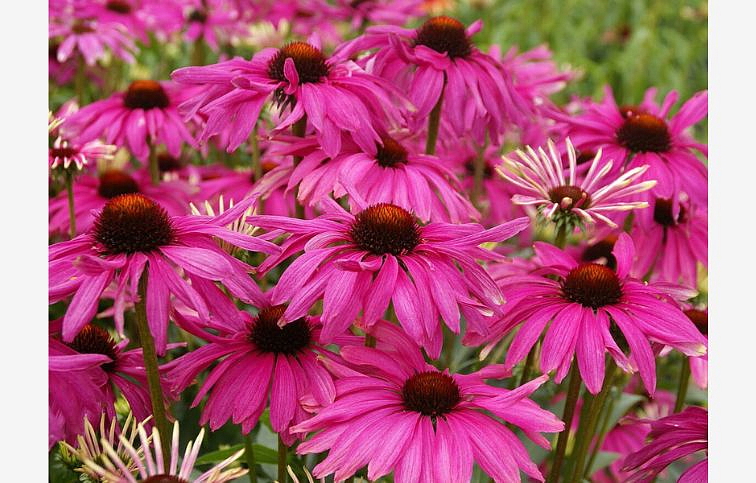 Echinacea purpurová Purple Emperor, kont. 1 l
