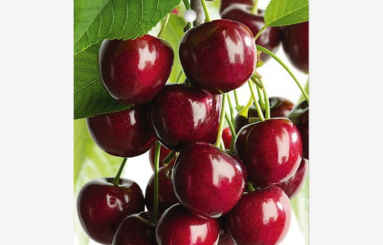 Čerešňa Kordia, podp. Colt, voľnok.