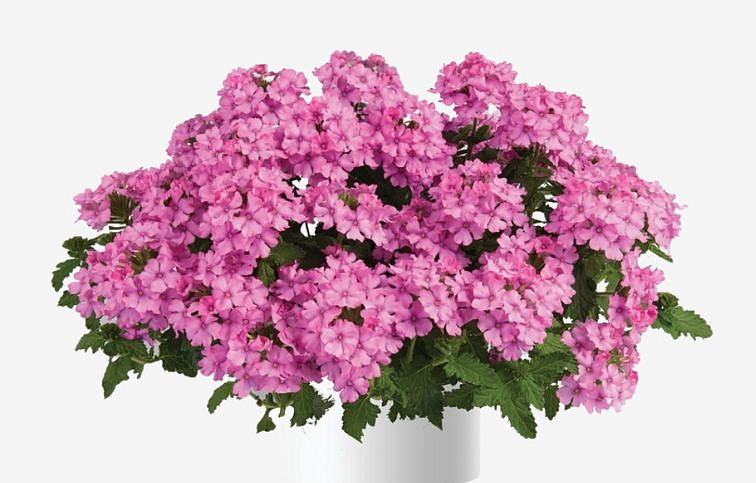 Železník Vanessa Compact Pink - Verbena, kont. 0,5 l