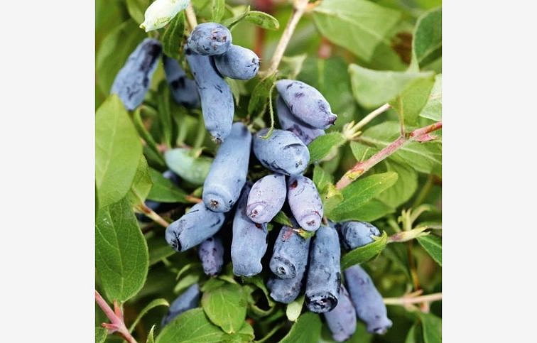 Zemolez kamčatský Duet 20-30cm- Lonicera kamtschatica kont. 1,5 l