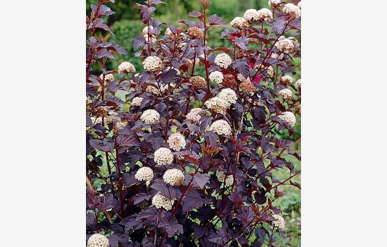 Tavoľa kalinolistá Red Baron 30-40cm - Physocarpus opulifolius kont. 2 l