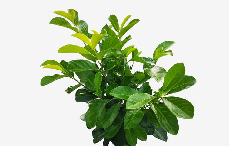 Vavrínovec lekársky Etna na 90-100cm kmienku, v. 130-150cm, obvod kmeňa 6-8cm, kont. 15 l