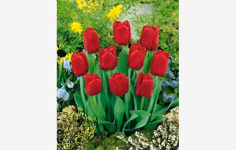 Tulipán Seadov 3 ks v kont. 0,5 l