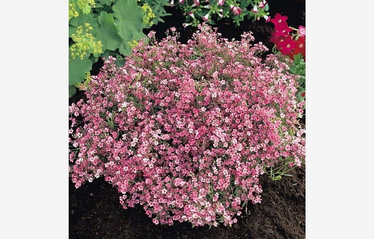 Gypsomilka Rosea - Gypsophila, kont. 0,5 l